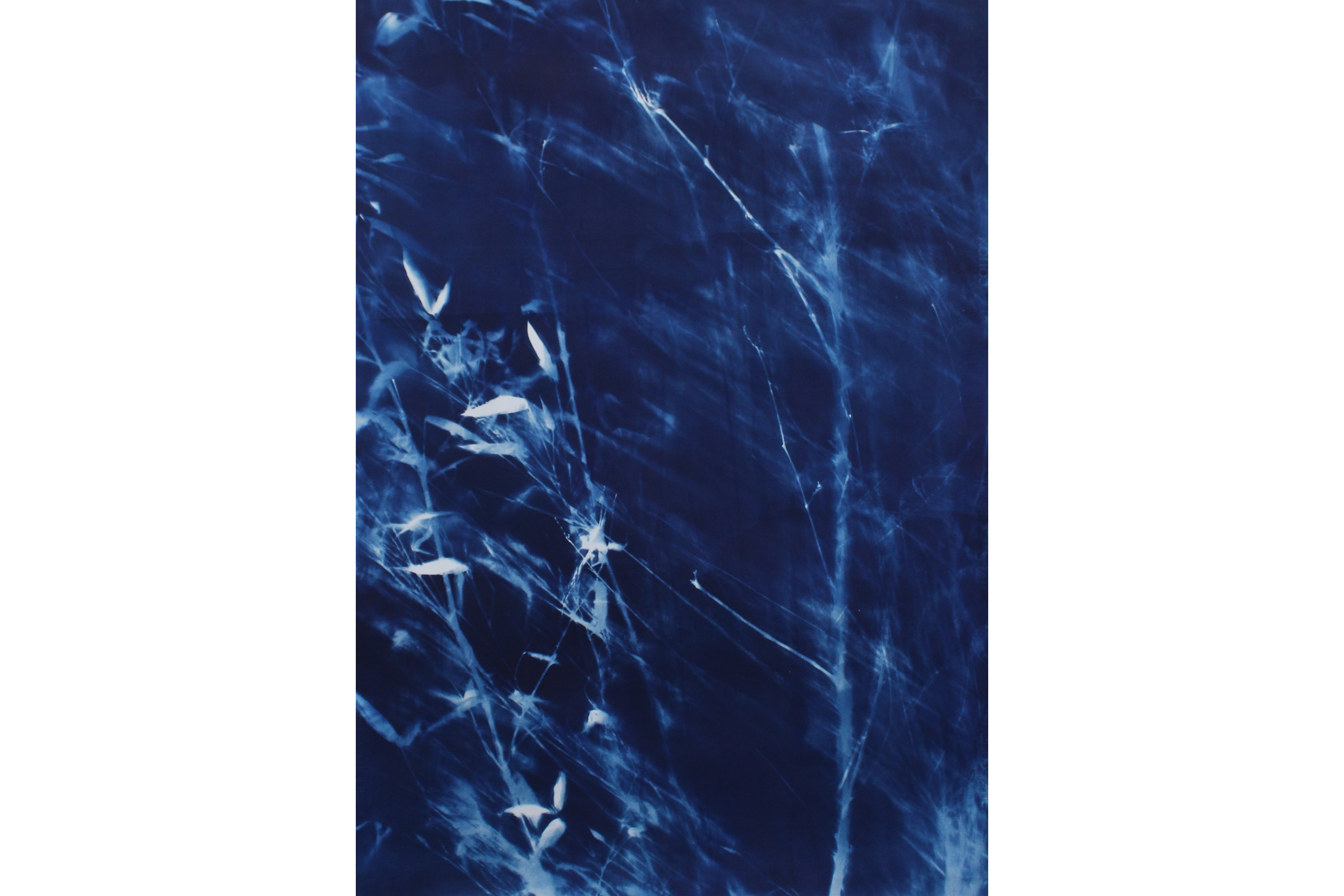 cyanotype print