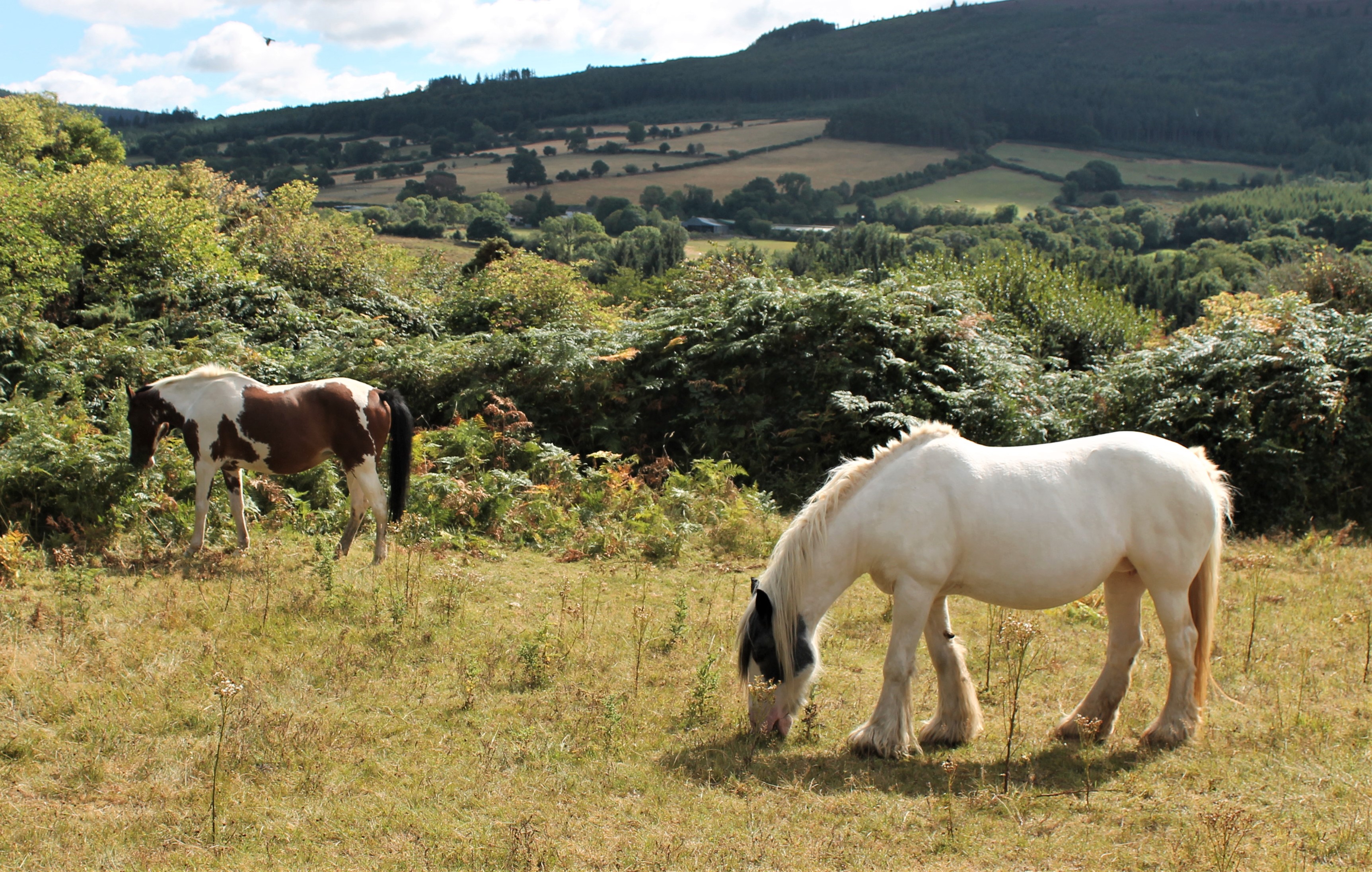 Two horses standing in a field 