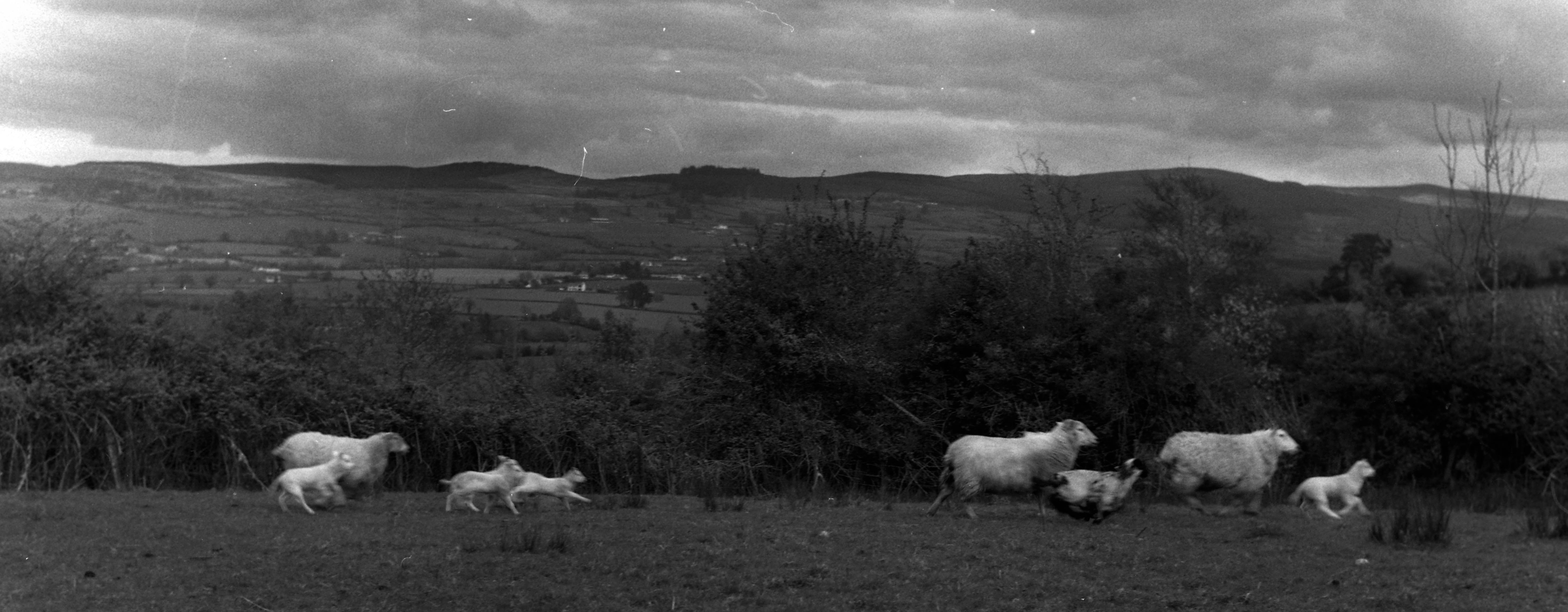 A panoramic shot of eight sheep running from left to right, with the hint of the grey sky in the background. In he background you can see the hills are are blending in with the sky.