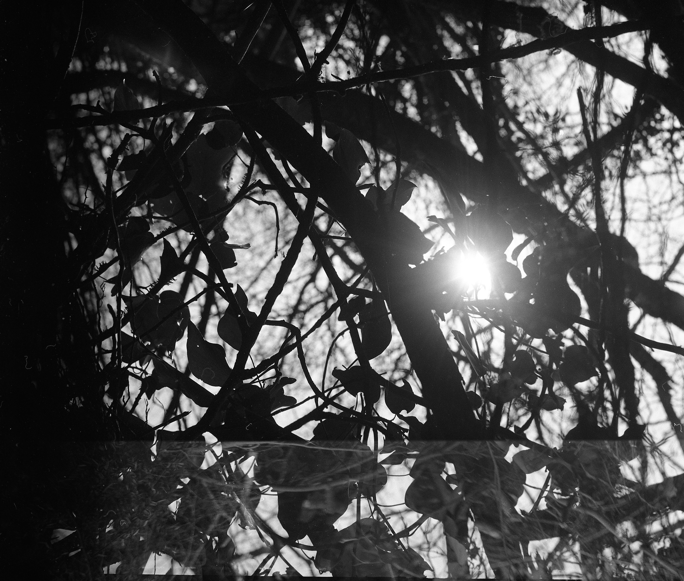 sun shining through trees