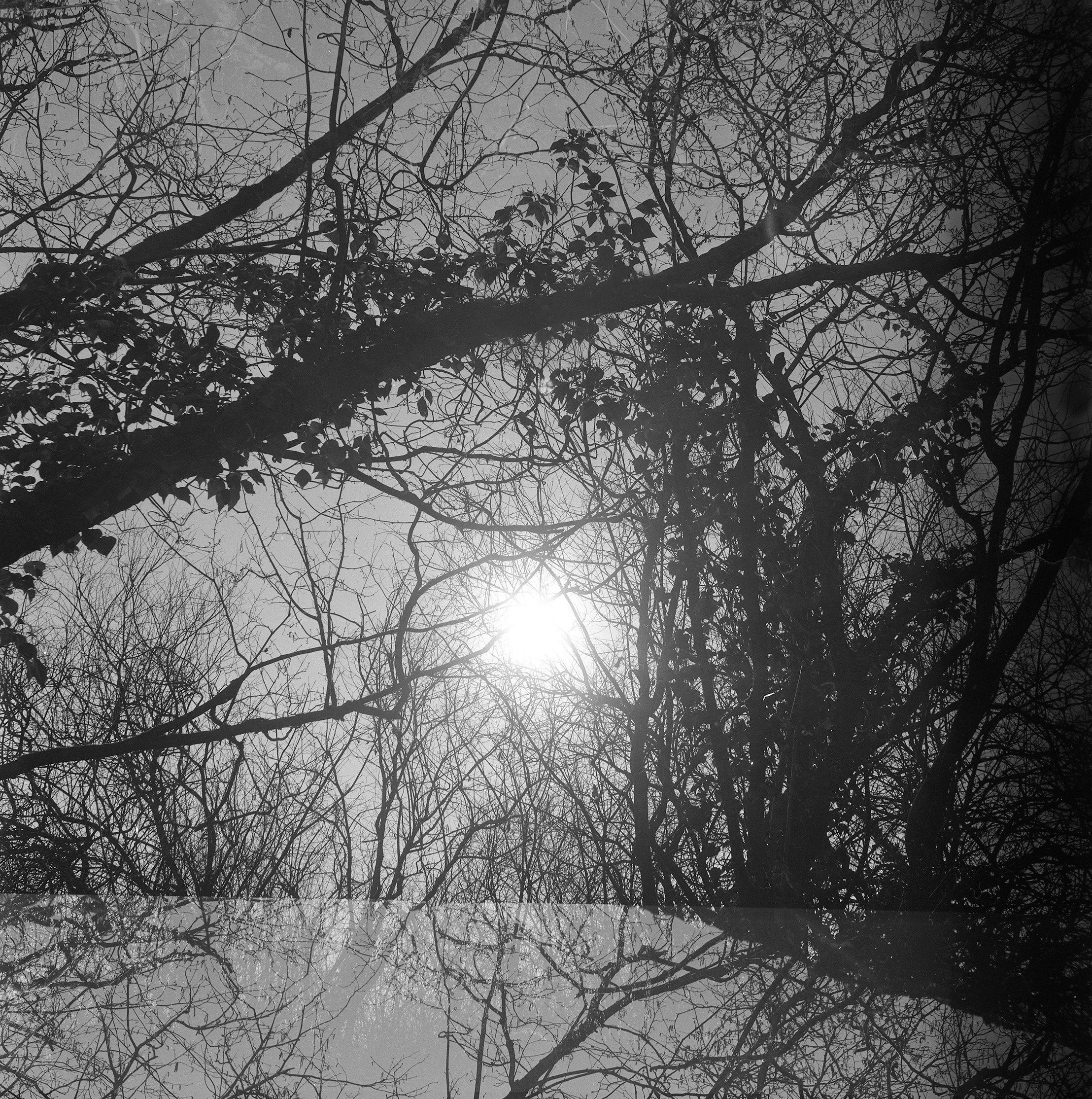 black and white image of sun shining through trees