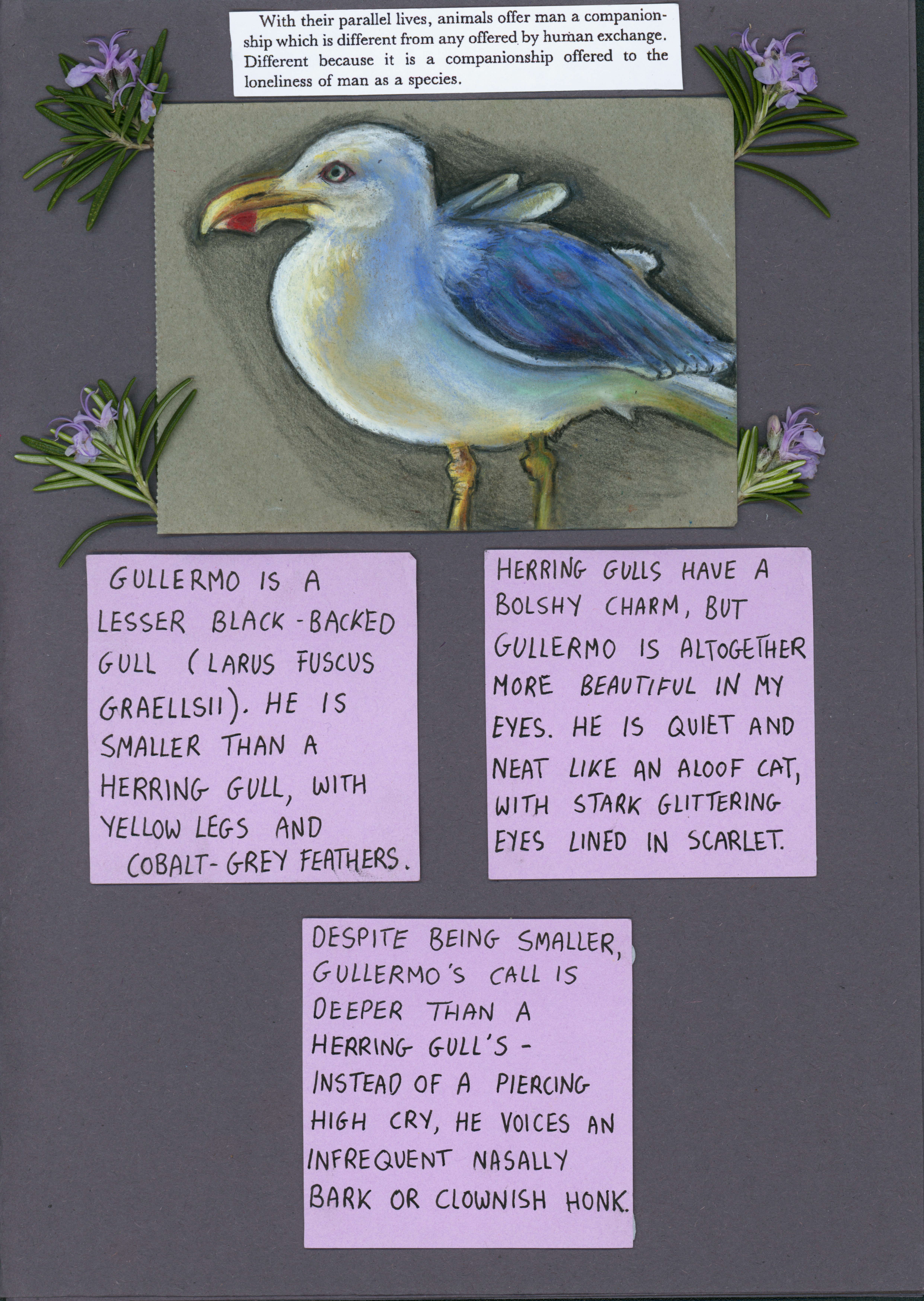 A purple page with a cut out John Berger quote, rosemary sprigs surrounding an oil pastel drawing of a seagull and purple sticky notes with writing. Quote reads "with their parallel lives, animals offer man a companionship that is different to any offered by human exchange. Different because it is a companionship offered to the loneliness of man as a species." The sticky notes reverently describe Gullermo the lesser black-backed gull. 