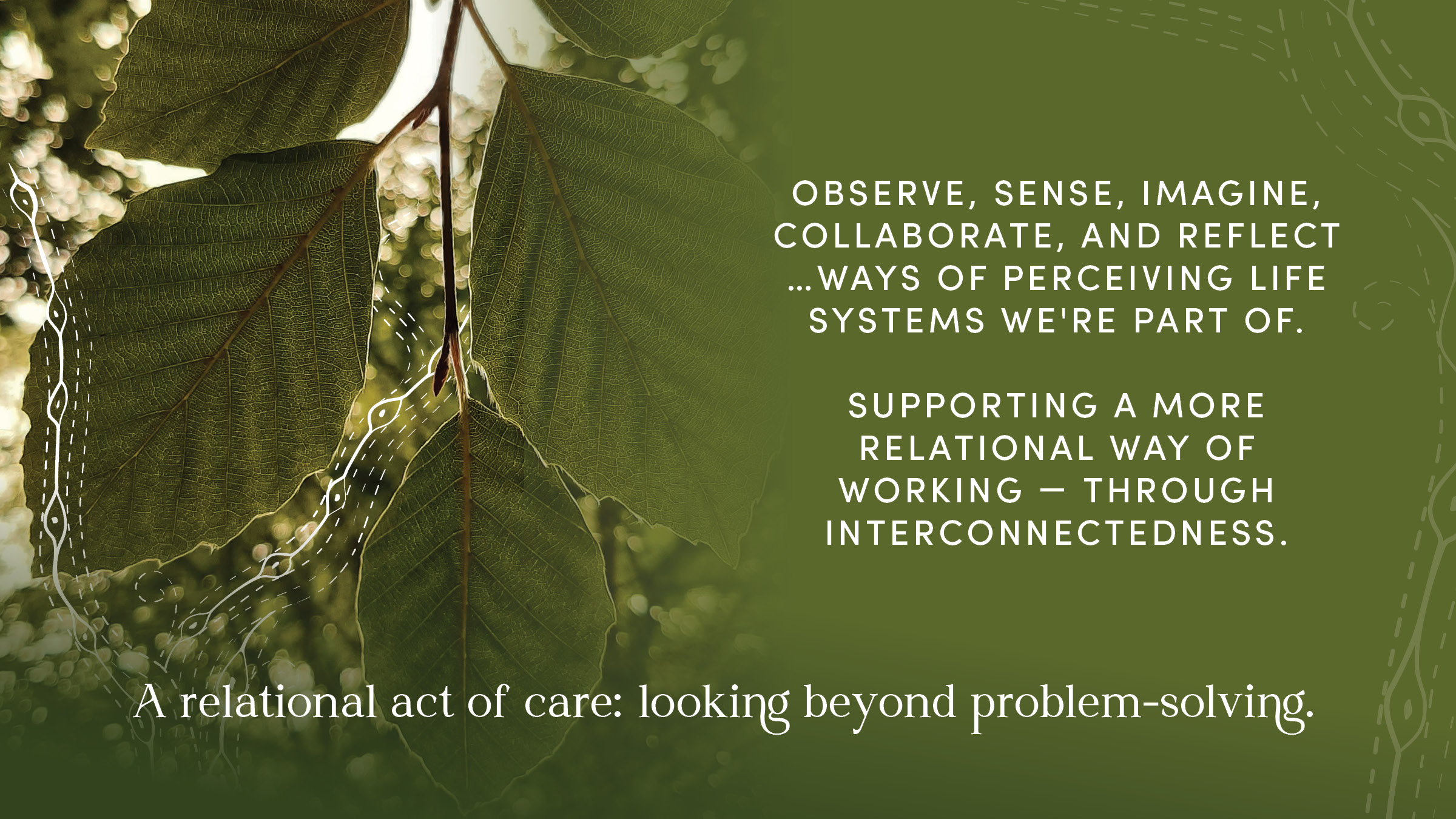 observe, sense, imagine, collaborate, and reflect …ways of perceiving life systems we're part of.  Supporting a more relational way of working — through interconnectedness. A relational act of care: looking beyond problem-solving. This is a photo close up a branch and leaves viewed from beneath.