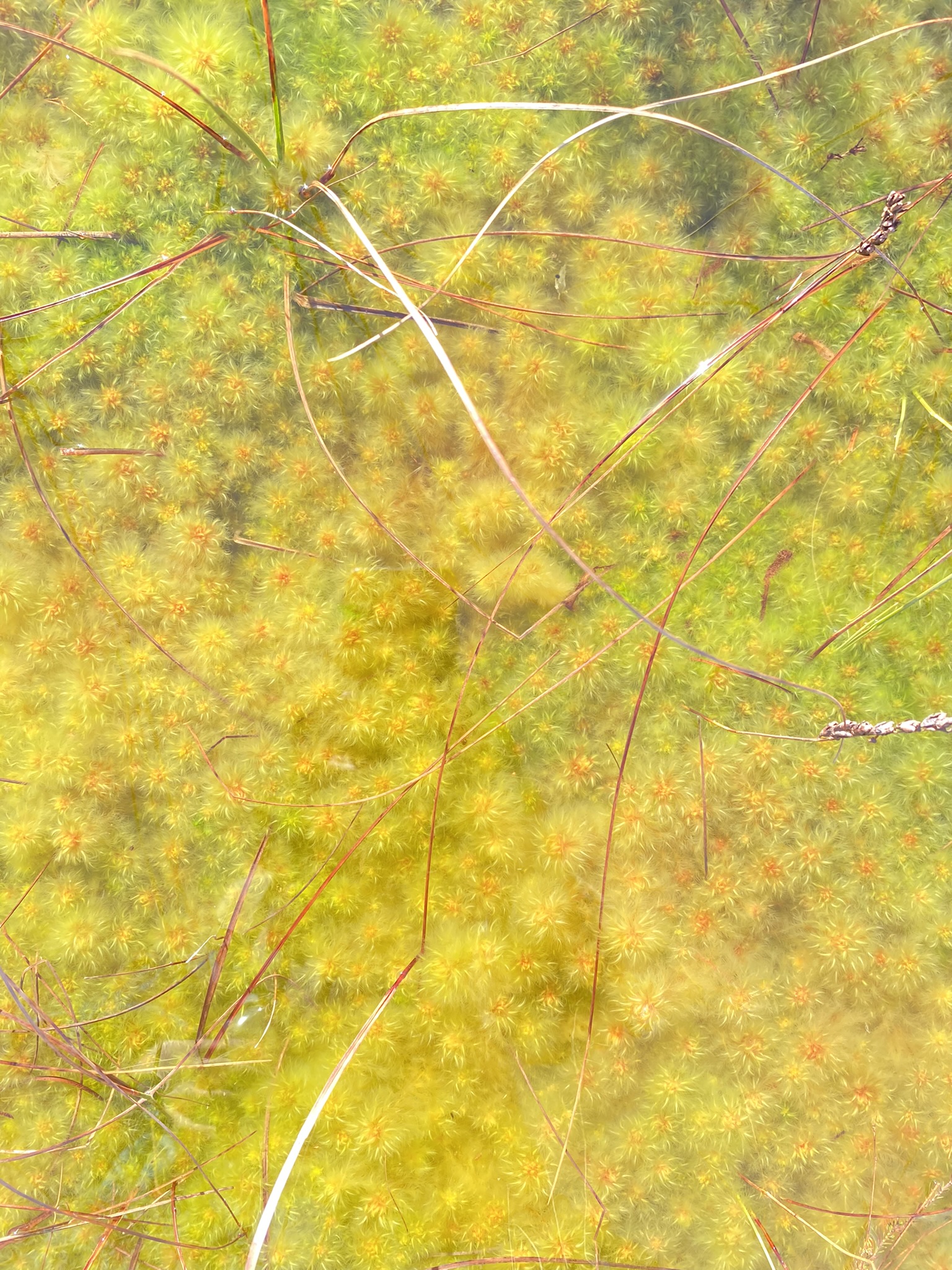 Water dilated orange and green staghnum moss in a bog hole.