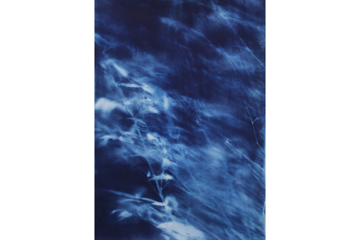 cyanotype print
