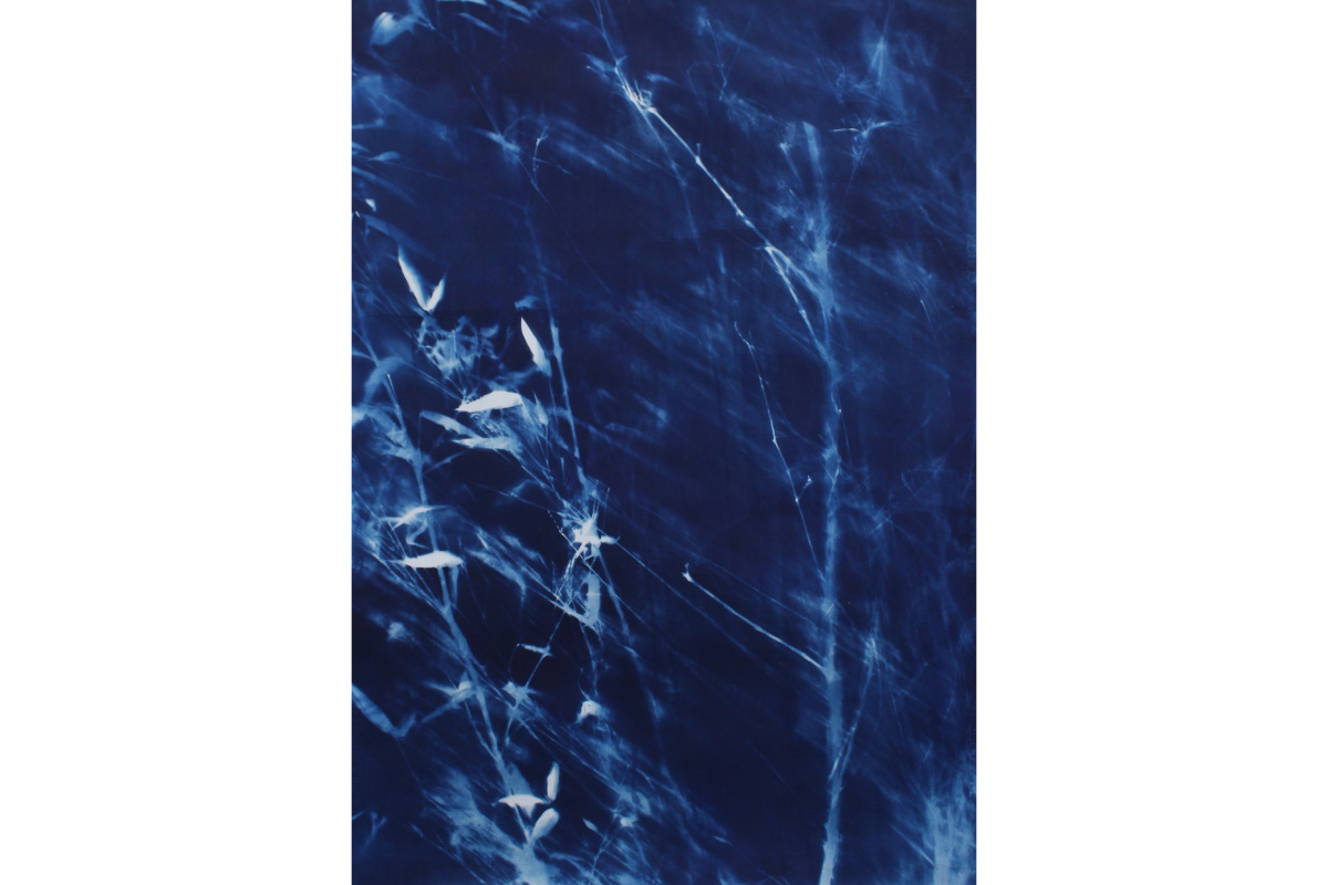 cyanotype print
