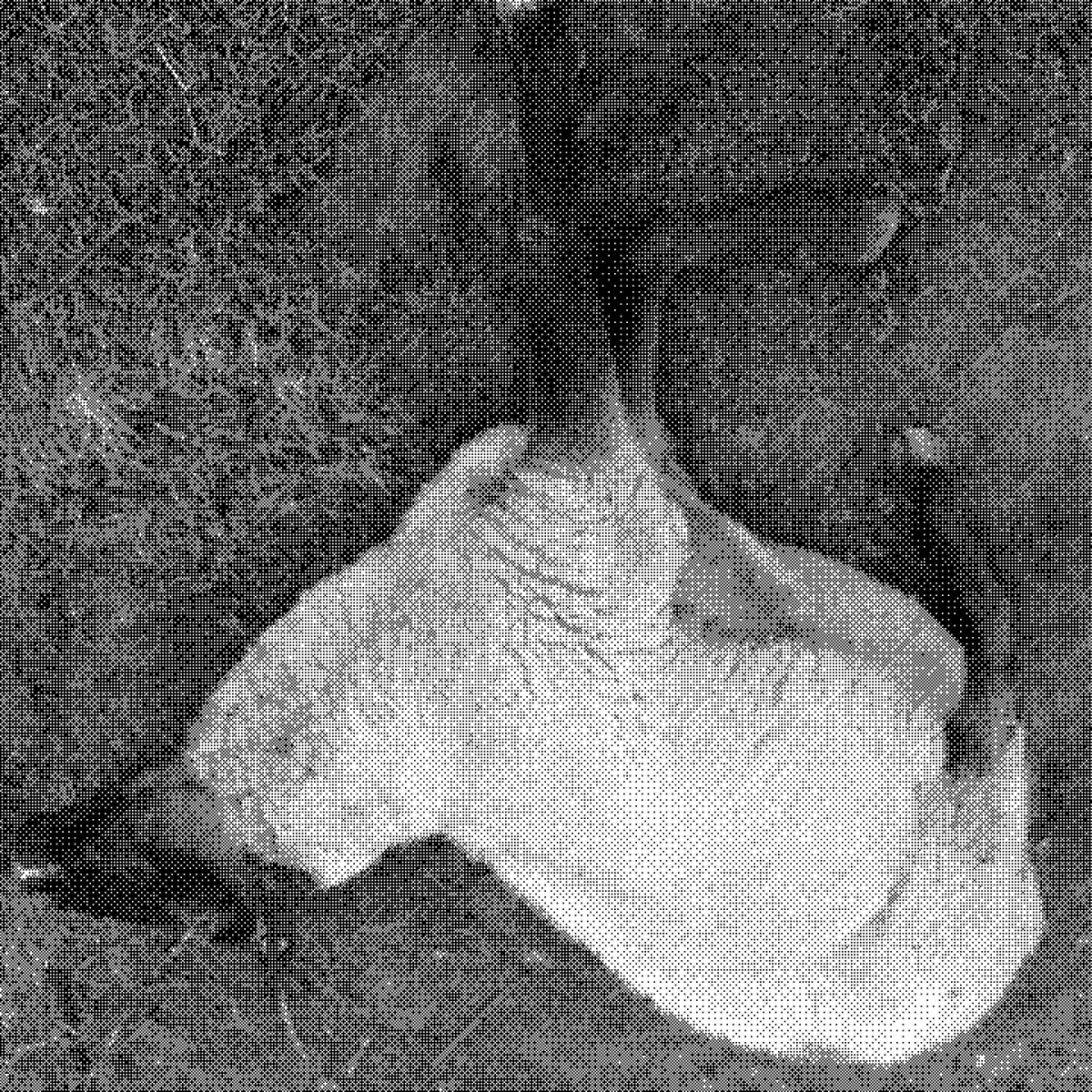 A dead sheep lying on its side with its legs crossing, displayed upside down