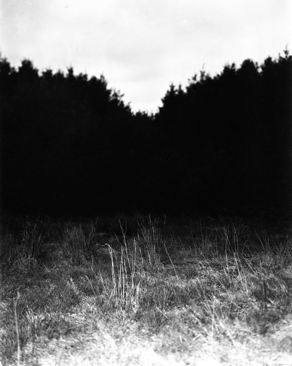 A black and white photograph of a grassy field with sparse, tall weeds in the foreground. In the background, there is a dense, dark tree line that forms a V-shaped opening in the center. The sky above is overcast and bright, creating a stark contrast with the shadowy trees. The overall mood of the image is quiet and slightly mysterious.