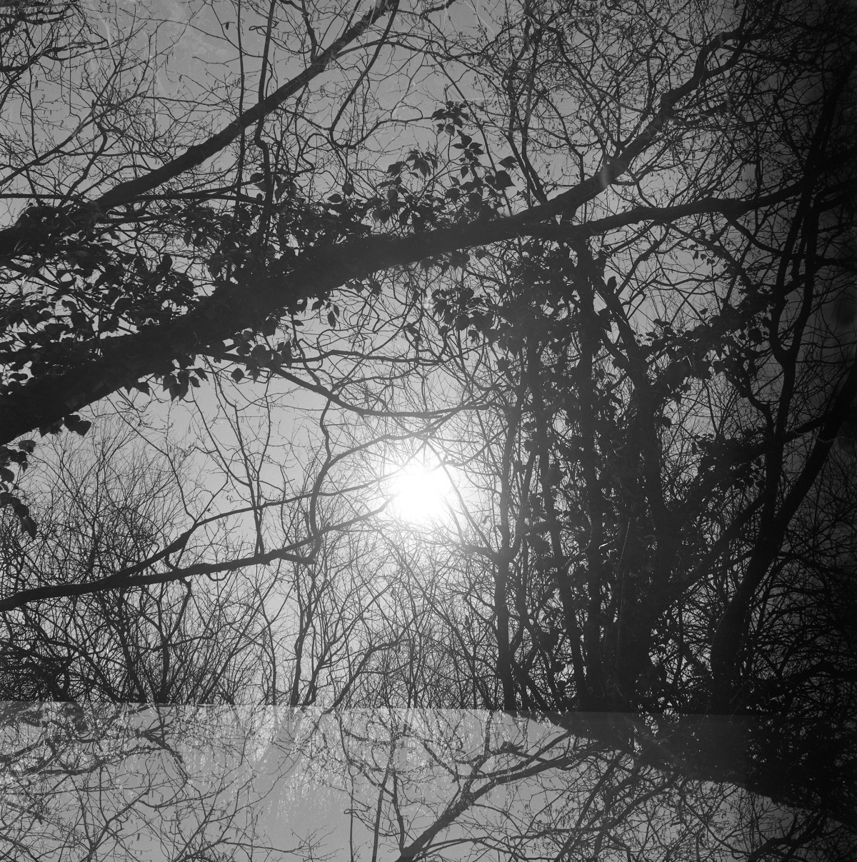 black and white image of sun shining through trees