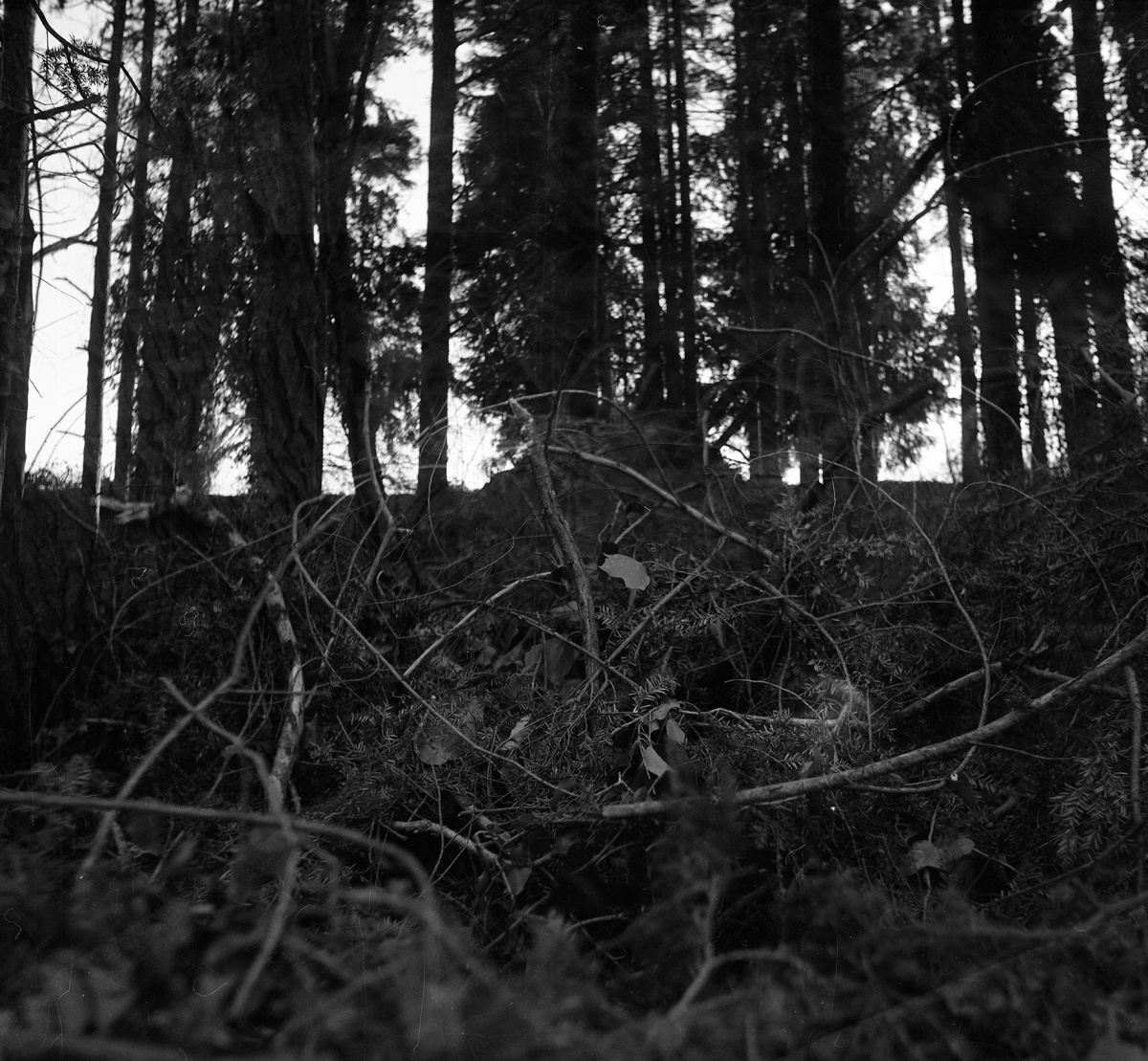 branches tangled on the ground with trees in the background