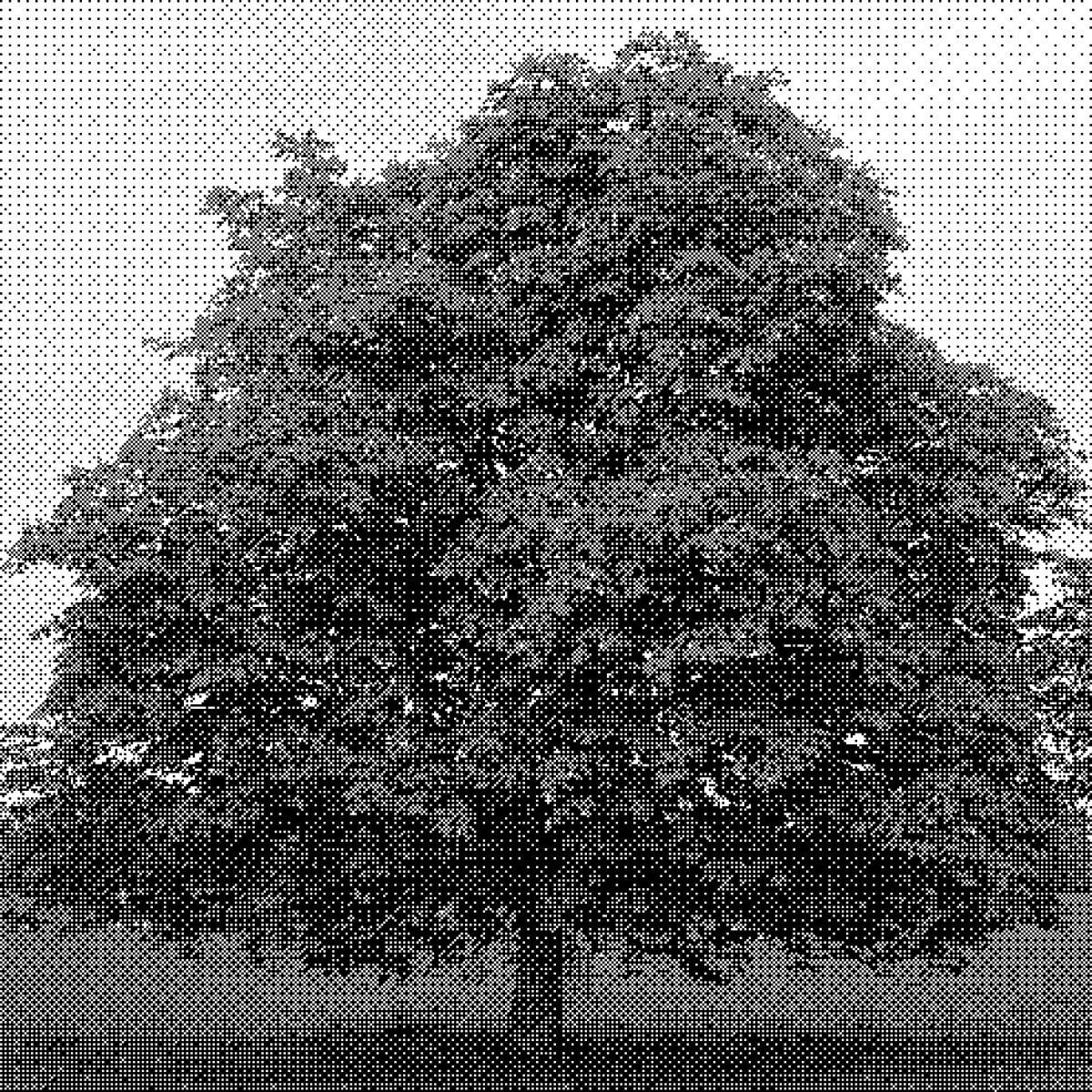 A tree sitting alone in a field