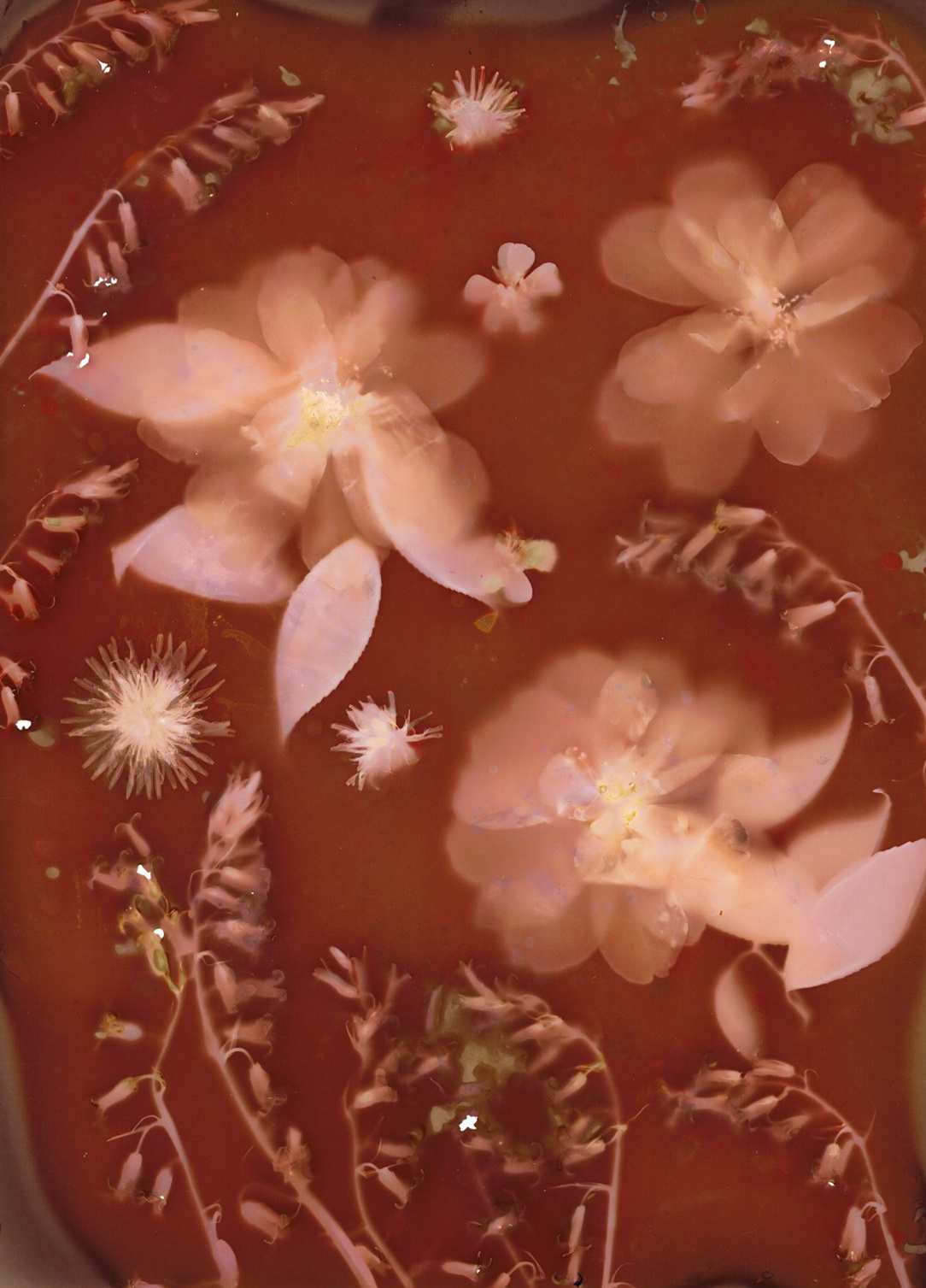 lumen print 2