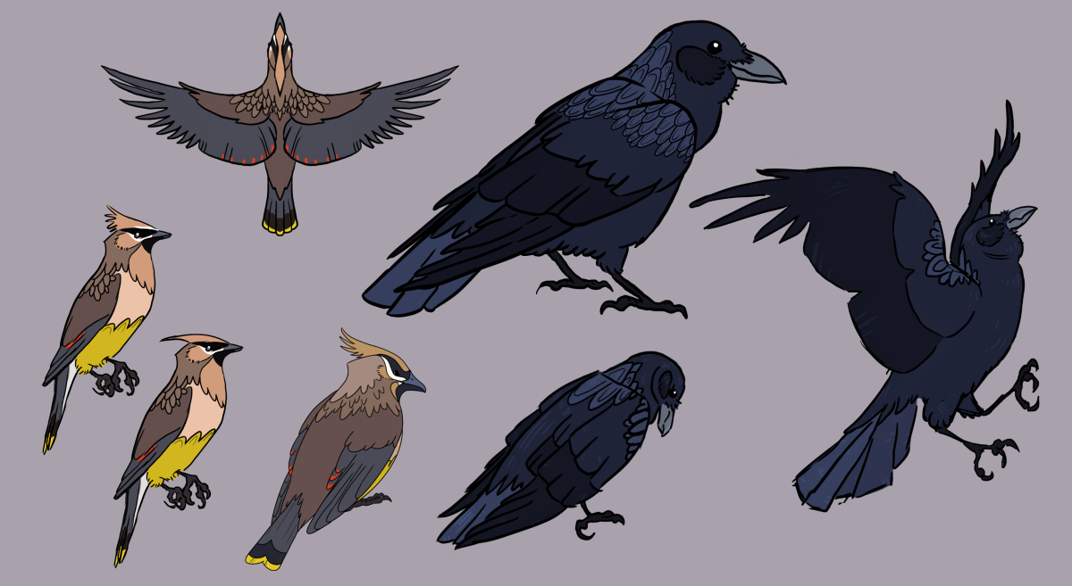 cedar waxwing and raven designs