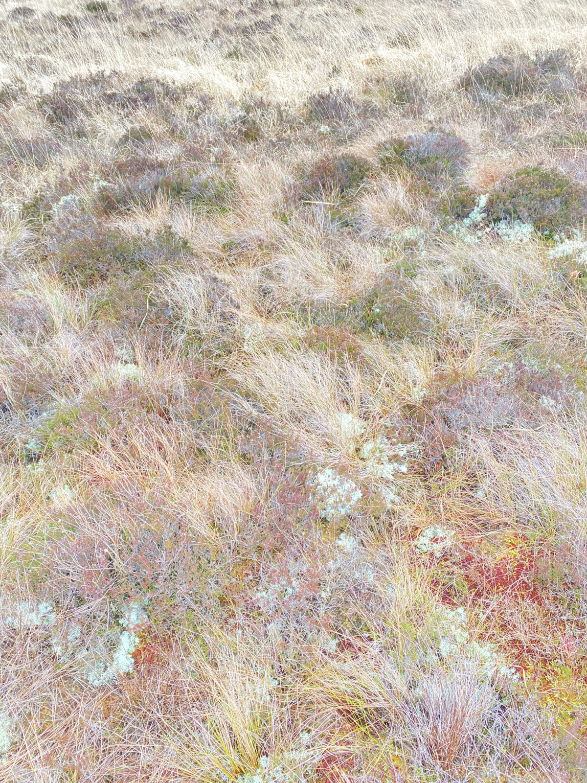 *Boglands* red moss, blue lichen, heather and grass.